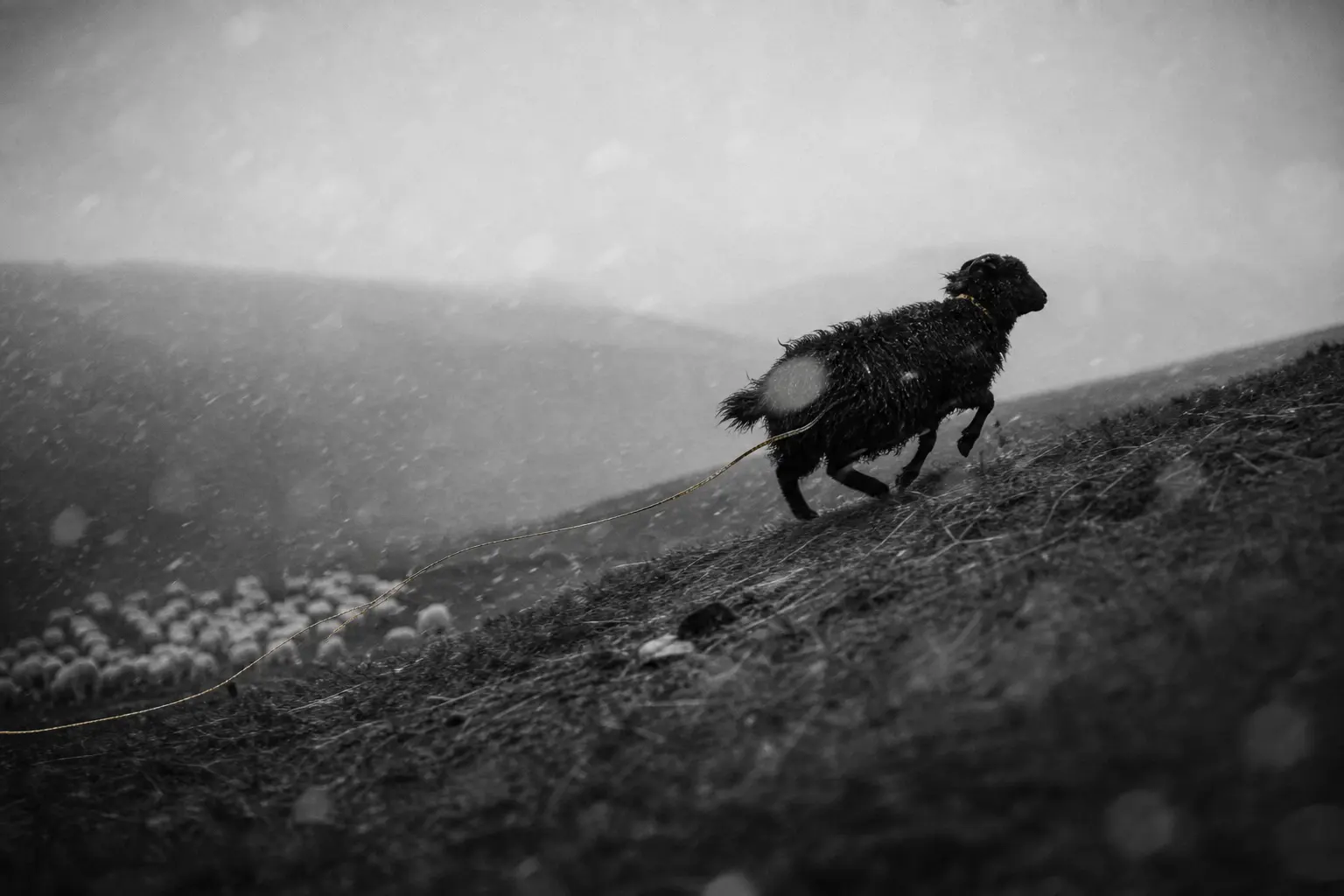 A black sheep running alone uphill through a storm
